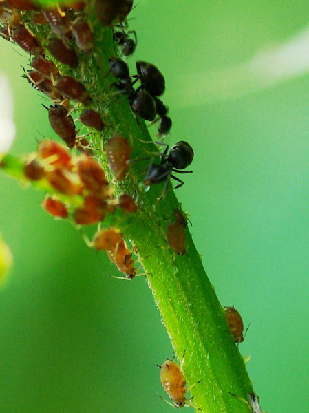 蚜虫防治菌剂-蚜必净注意事项