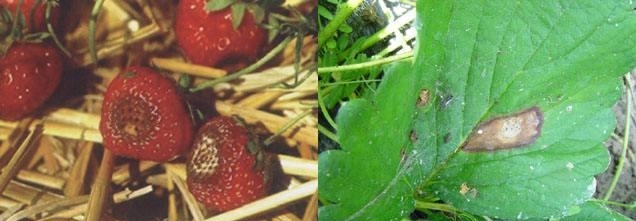 草莓炭疽病成熟期症状