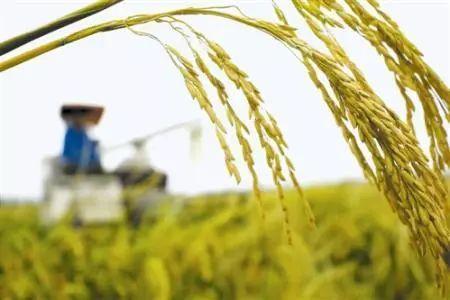农业农村部：将加快推进绿色防控技术研究 增加优质农产品供给