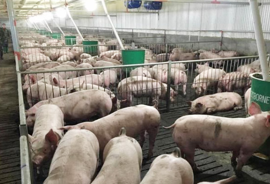 粪肥利用方式适用于哪些养猪场？