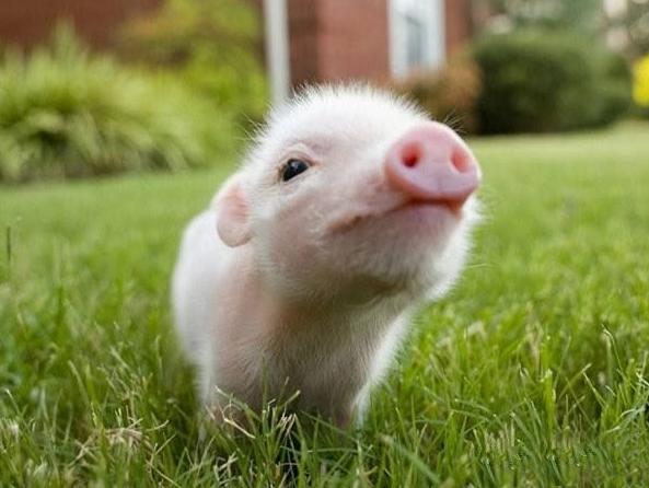 猪粪发酵制作有机肥的方法