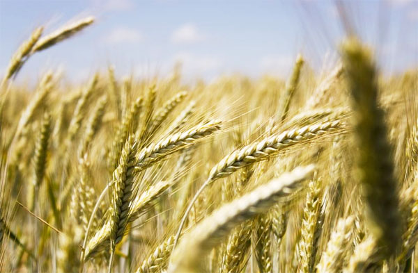 小麦要高产，冬季精细管