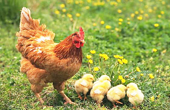 鸡粪发酵有机肥技术