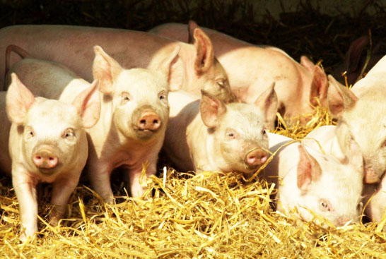 猪场粪肥利用的常用方式有哪些？