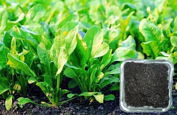 施用有机肥对作物有哪些好处？