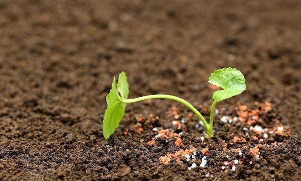 为什么生物有机肥能提高农产品质量和土壤肥力？